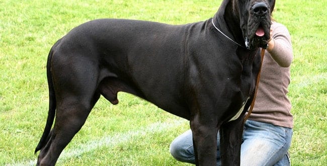 Worlds Biggest Rottweiler Dog worlds biggest rottweiler dog