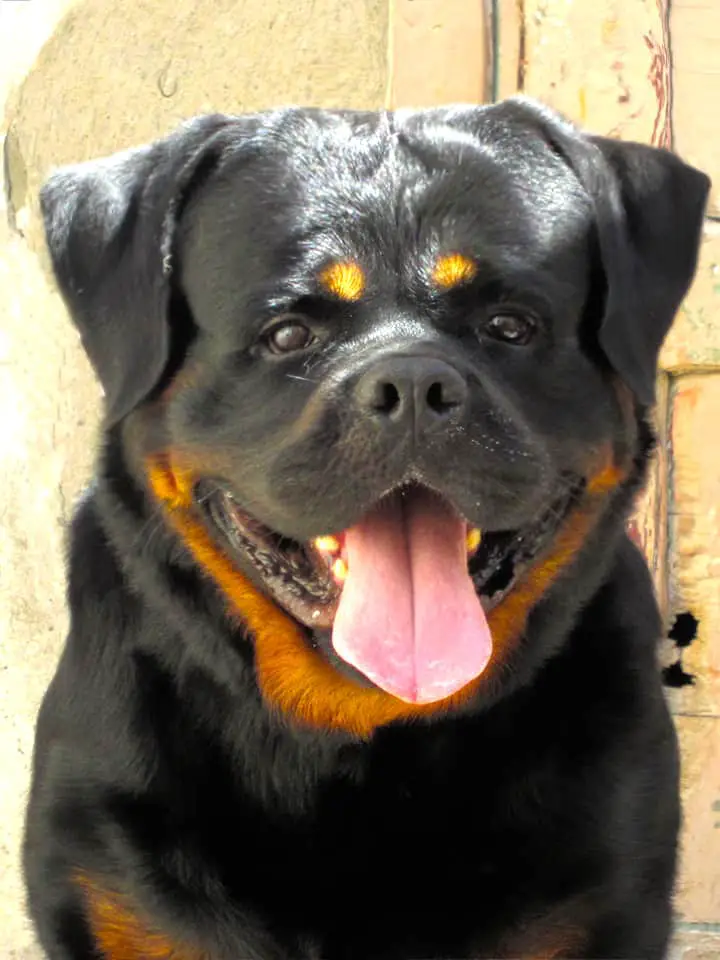 Rottweiler