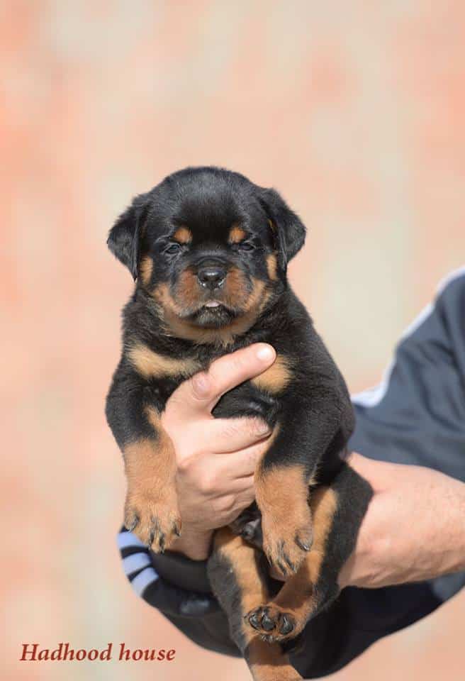 how does a rottweiler live 13 reasons not to get a rottweiler how does a rottweiler live 13 reasons not to get a rottweiler