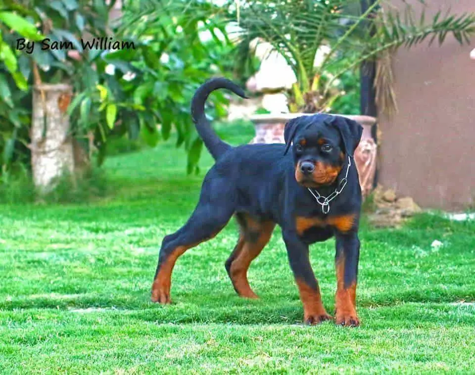 rottweiler reason 13 reasons not to get a rottweiler rottweiler reason 13 reasons not to get a rottweiler
