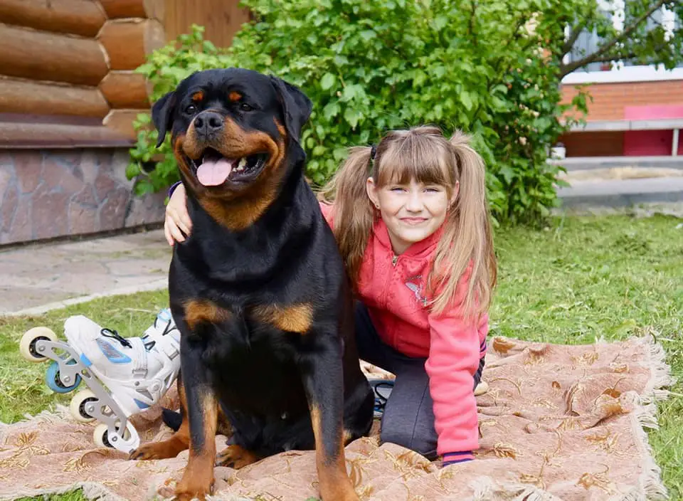 rottweiler lifespan