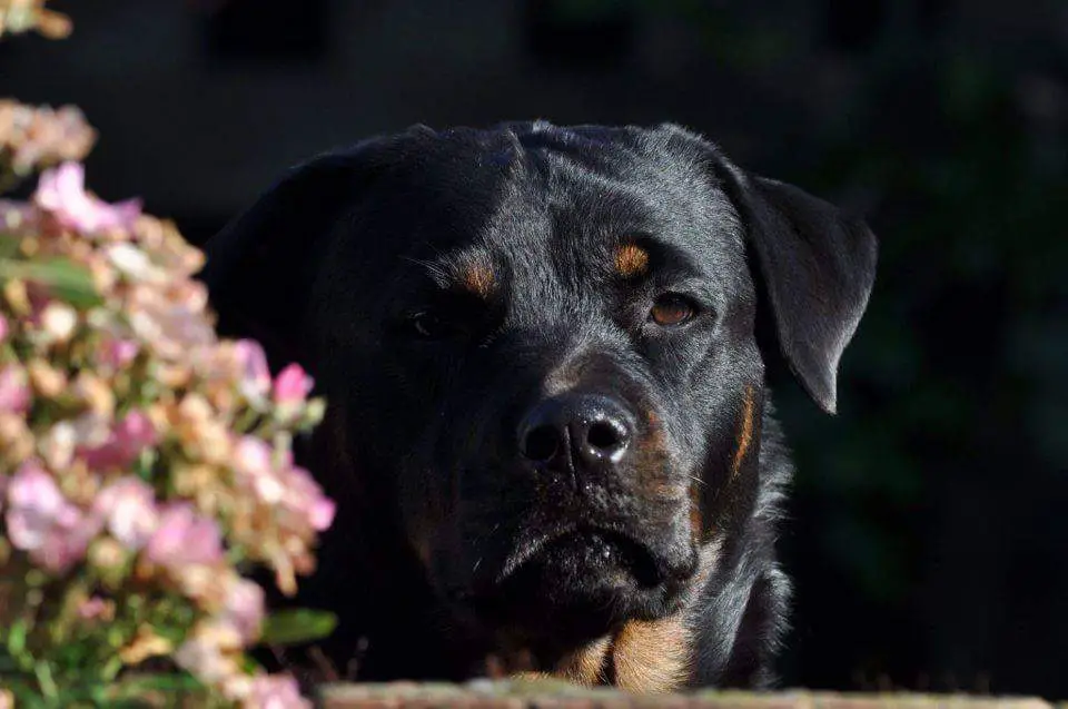 rottweiler lifespan teach your rottweiler to behave rottweiler rottweiler lifespan teach your rottweiler to behave rottweiler