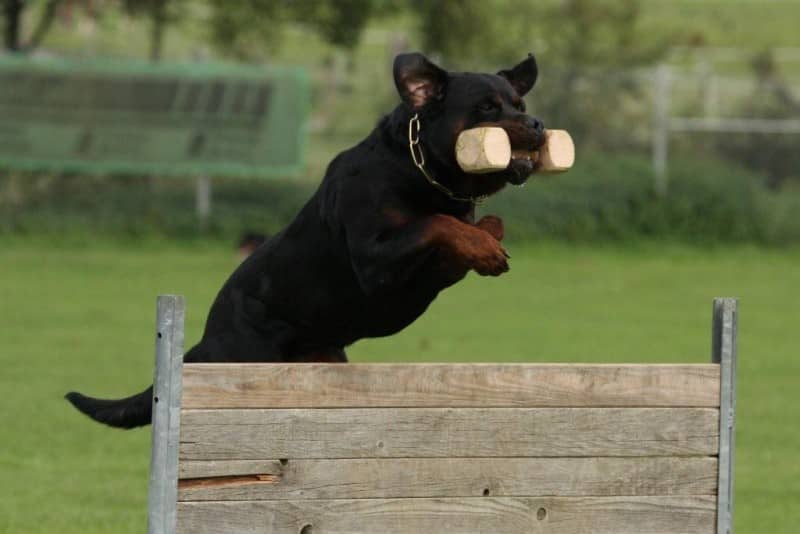 Rottweiler exercise