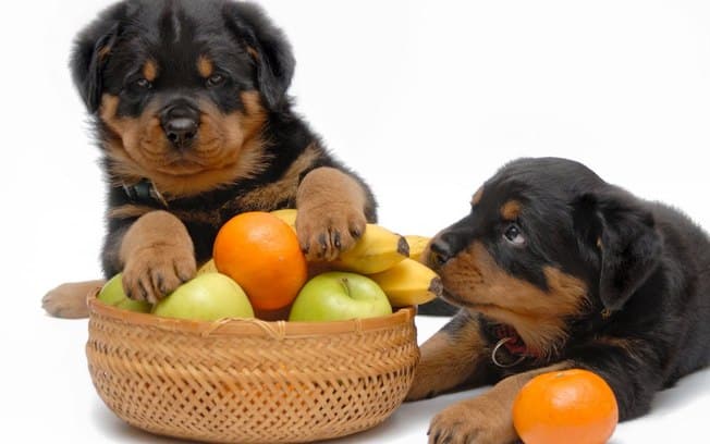 Rottweiler diet