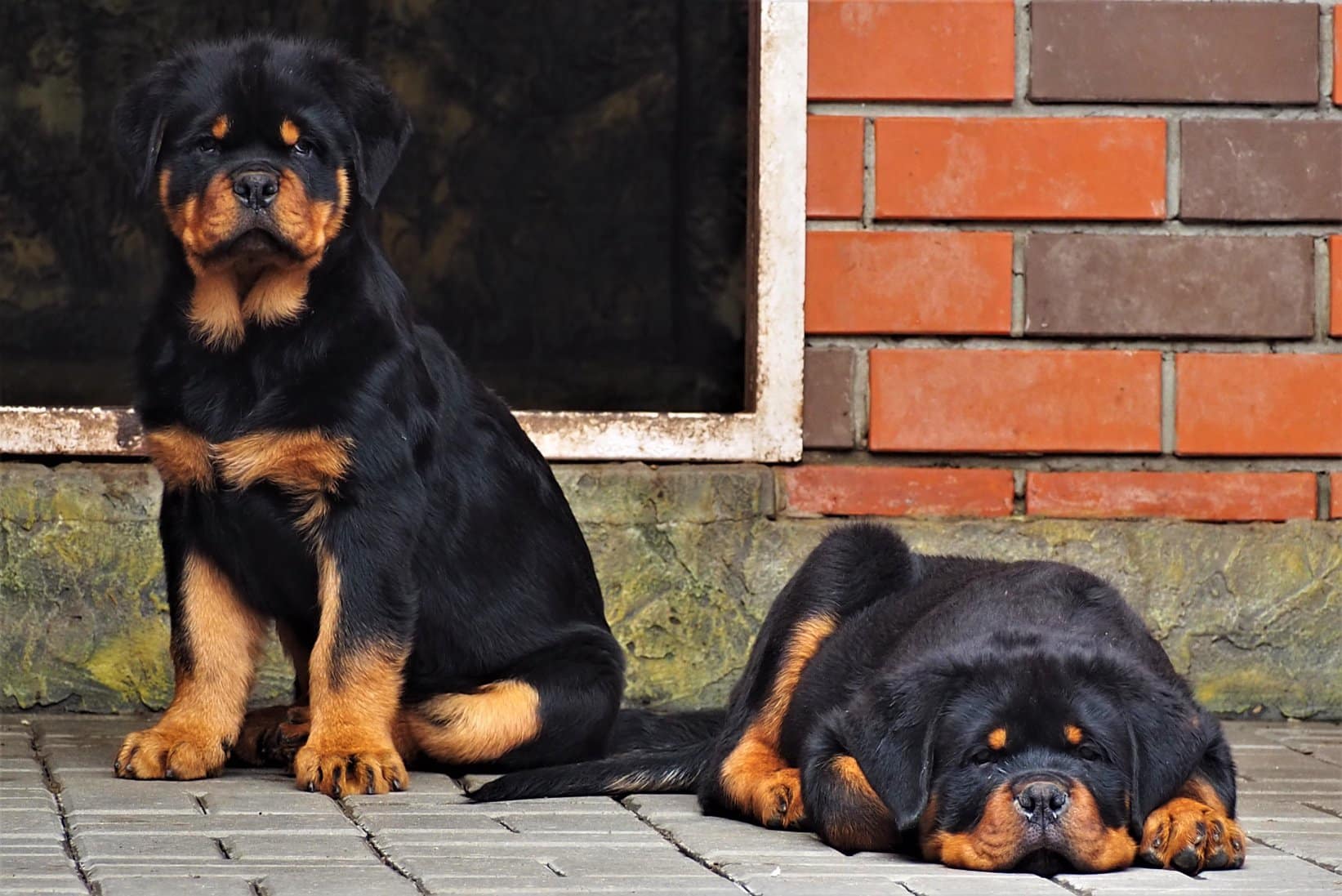 96247453_2971691486239906_6238129578678681600_o Rottweiler Life