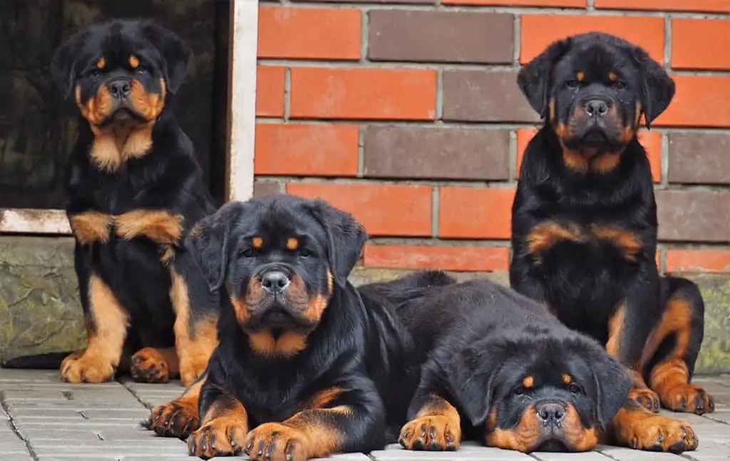 Rottweiler Puppy