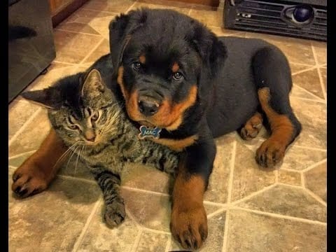 rottweiler and cats