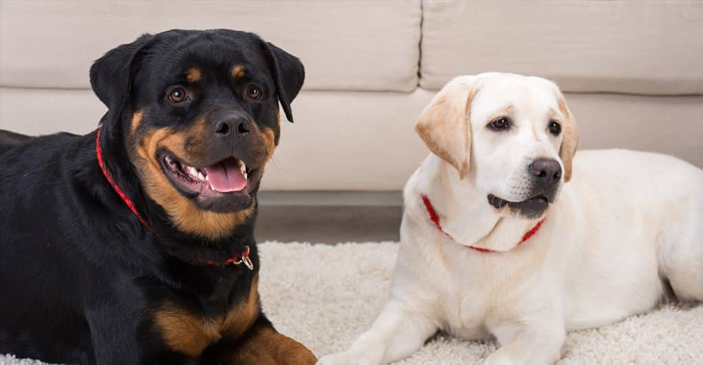 Rottweiler versus Labrador