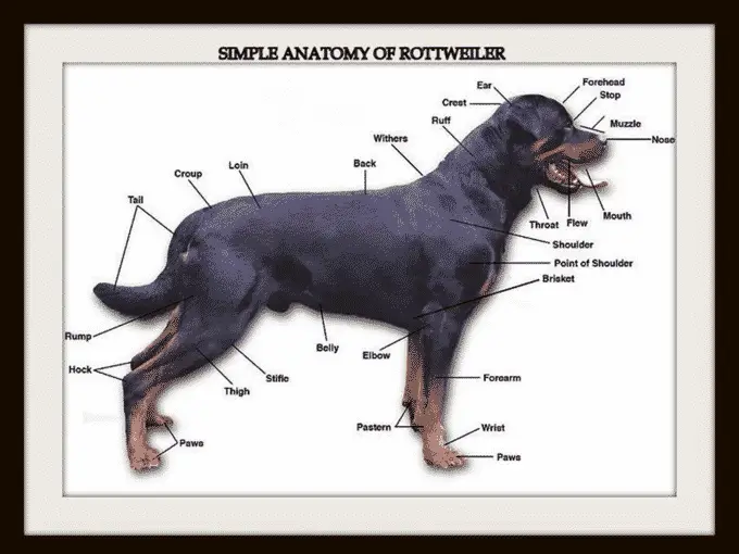 Rottweiler Breed Standard