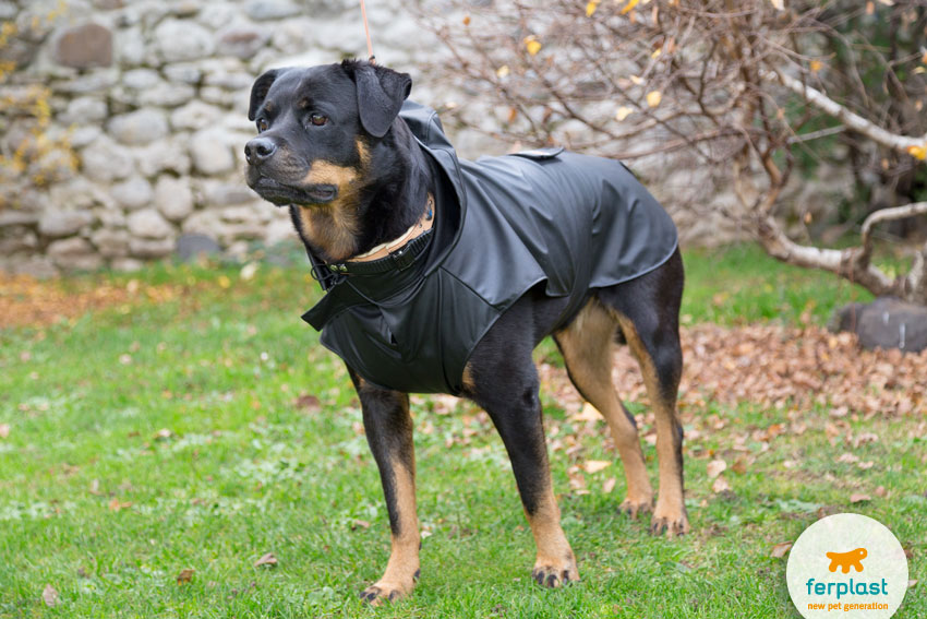rottweiler raincoat