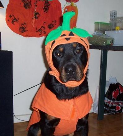Rottweiler Halloween Costume 2022 Tgfspn08dn2urm