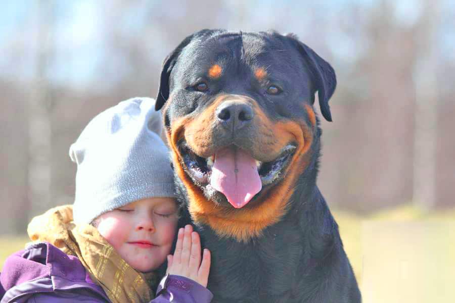 Rottweiler