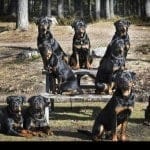 309900_529037500476561_289905439_n