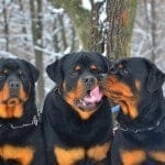 551312_524603637586614_346828744_n