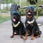 1002421_385777884861003_1850039922_n