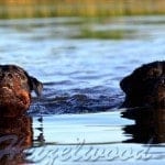 1004439_209813495840468_361563776_n