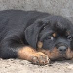 1005129_388959104542881_177228286_n