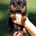 1069301_691084070908947_1296207925_n