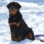 rottweiler in snow