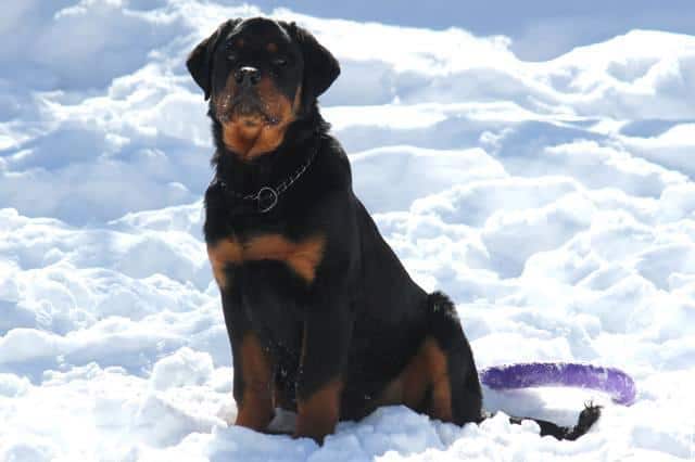 According To Science This Is What It Means When Rottweilers Tilt Their Head 6 Rottweilers