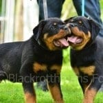 969716_525030920894813_350542472_n