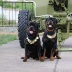 999661_385777958194329_486144495_n