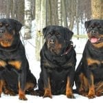 DeskWalls-357-700×357