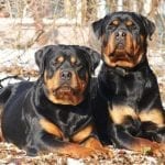 DeskWalls-357-700×357