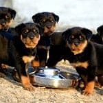 Rottweiler-Puppies-For-Sale-2