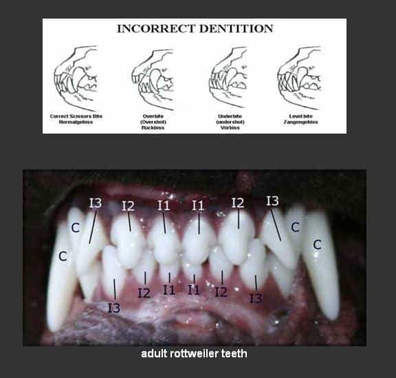 Rottweiler dog teeth