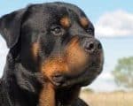 cropped-rottweiler-hd.jpg