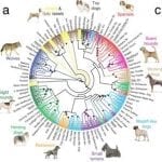 ucla-dog-breed-relationships