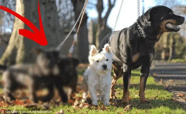 Rottweiler and Westie have cute puppies after marrige