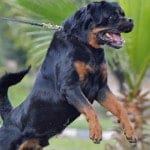 Rottweiler aggressive