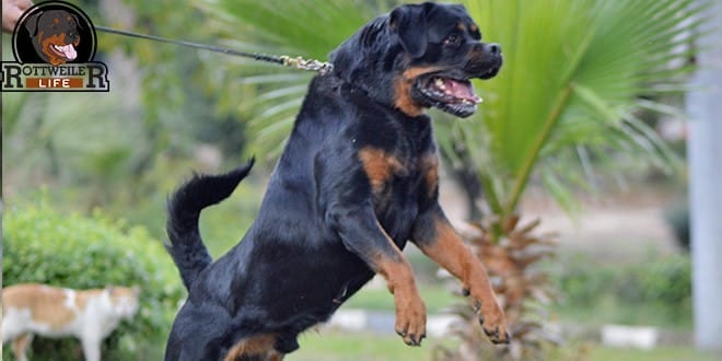 Rottweiler aggressive