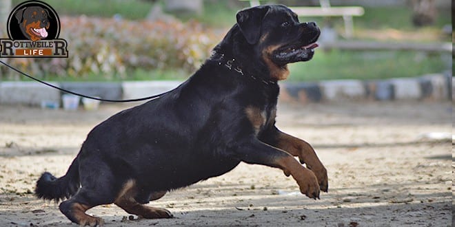 Rottweiler aggressive