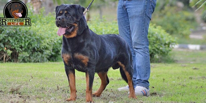 what you should know about the rottweiler