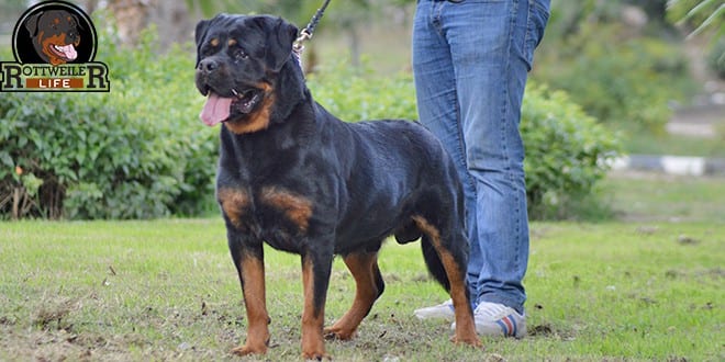 the Rottweiler