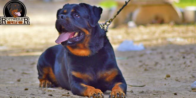 rottweilers