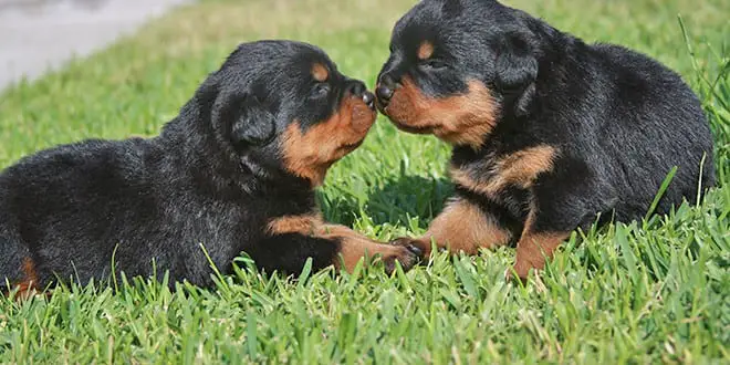 Buy a Rottweiler