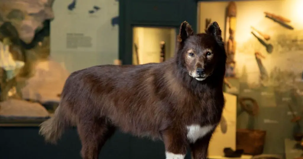 Balto: The Heroic Sled Dog