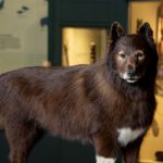 Balto- The Heroic Sled Dog