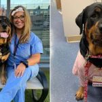 Hera- Therapy Dog Extraordinaire