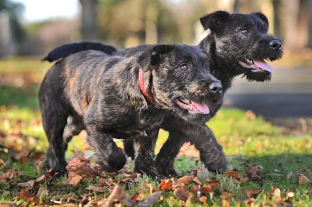 Rottweiler and Westie have cute puppies after marrige