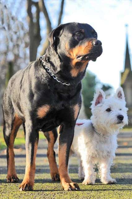 Rottweiler and Westie have cute puppies after marrige