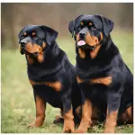 Characteristics of Rottweilers