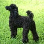 1075px-Miniature_Poodle_stacked