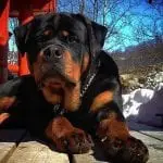 rottweiler diseases