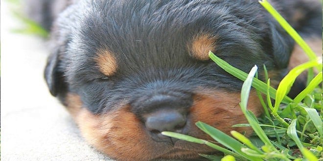 rottweiler puppy accessories