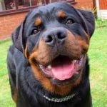 rottweiler diseases